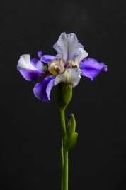 Kosaciec-Brodkowy-Iris-Germanica-Tropical-Night