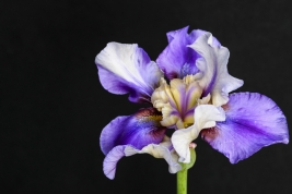 Kosaciec-brodkowy-Iris-Germanica-Tropical-night