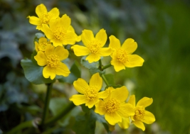 Kaczence-Caltha-palustris