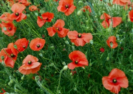 Maki-Papaver-rhoeas