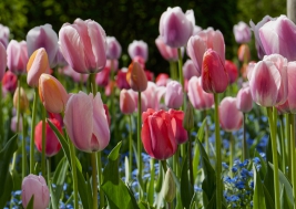 Tulipany-Tulipa-gesneriana
