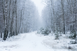 Zima-w-lesie