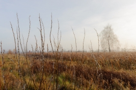 Galazki-i-trawa-na-lace-w-Wieliszewie