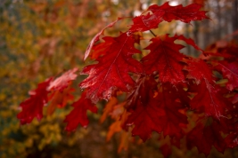 Liscie-debu-czerwonego-jesienia